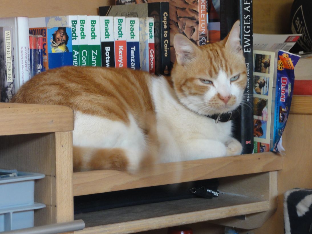 Katze Rififi auf dem Bücherregal