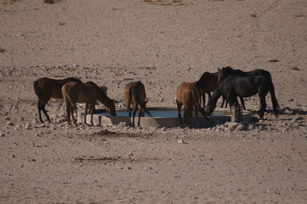 Schild: Beware of Elephants and Lions