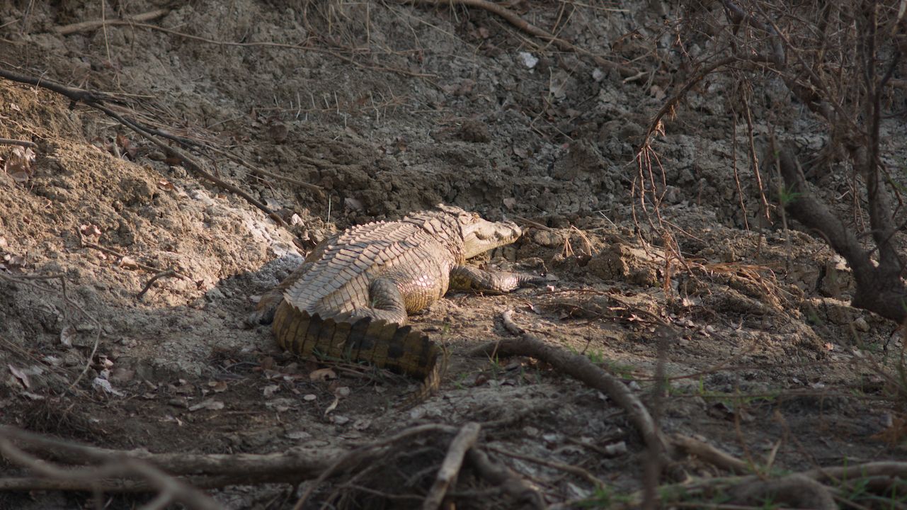 Krokodil am Flussufer