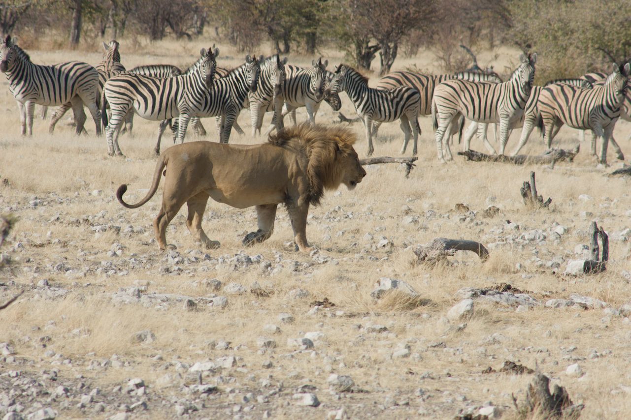 Löwe und Zebras, Namibia