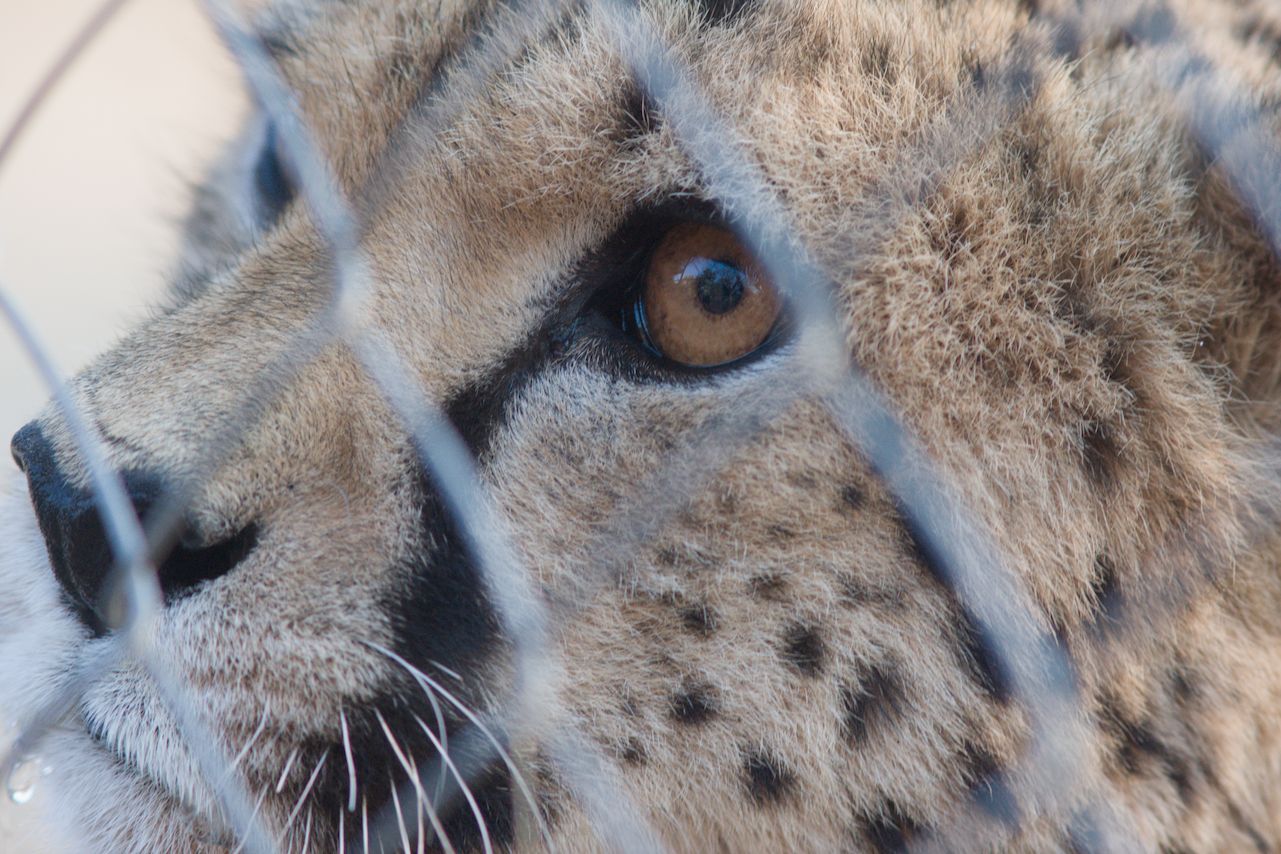 Gepard hinter Gitter, Namibia